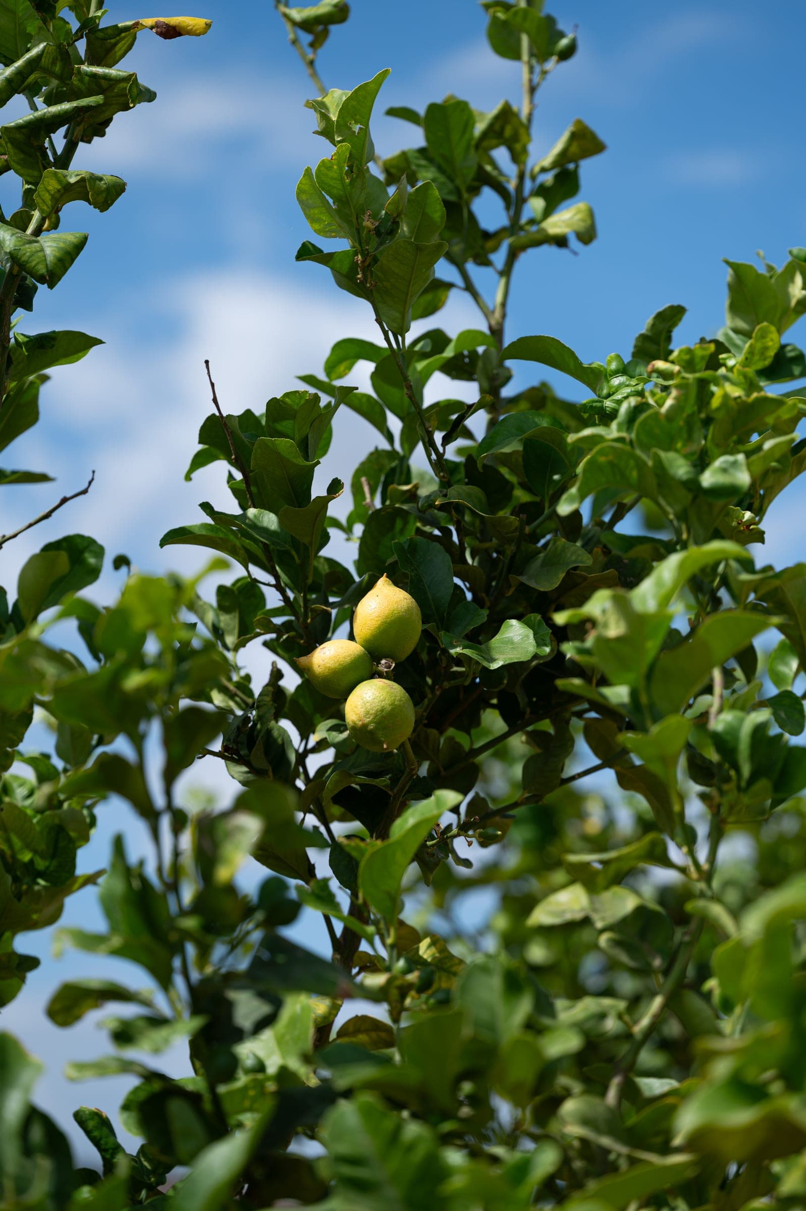Ricerca agronomica e raccolta manuale nelle coltivazioni Badiula