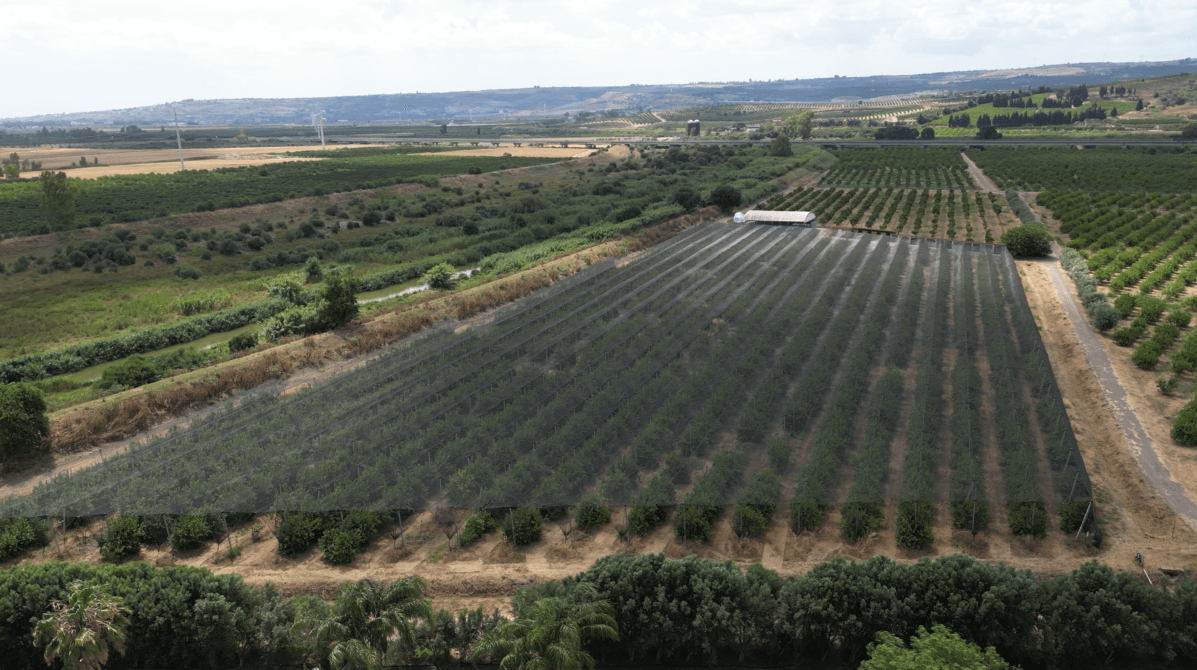 Monitoraggio in campo degli agrumeti Badiula